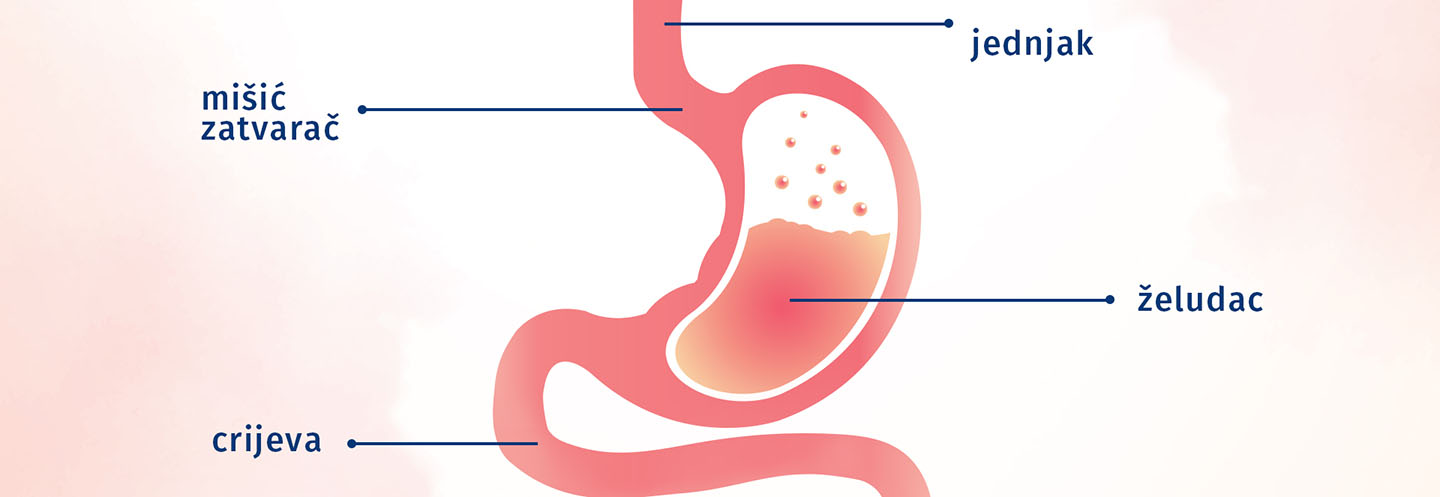 Shema probavnog sustava dojenčeta s označenim organima